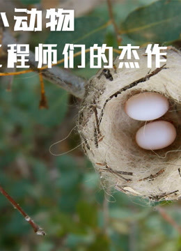 小动物工程师们的杰作